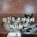 차차래빗 이미지