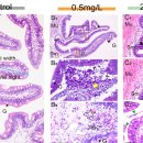 암모니아 노출 동자개의 소화관의 조직학적 변화 이미지