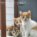 CU 강릉 연곡금강점 | 강릉숙소 펜션림 산속감성숙소 교통안내 예약문의 비용