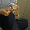 털찐강아지 이미지