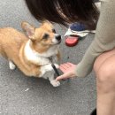 진미떡볶이 이미지