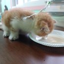 아이지오메디