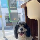 도기로움 이미지