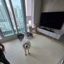 아르테 | 사모예드 슬개골 보호 강아지매트 키움매트 부천 아르테 펫시공매트