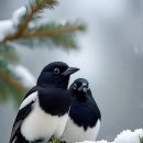 시요 이미지