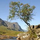 Rowan [róuən] (Mountain Ash) Trees 이미지