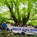 관음사의 왕벚나무자생지 이미지