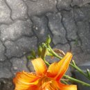 【겹왕원추리 (Hemerocallis fulva var. kwanso)】 이미지