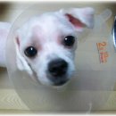 말티네 집 이미지