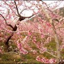 복사꽃피는마을 이미지