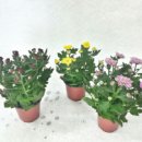 쎄븐 편의점 이미지