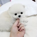 솜뭉치 이미지