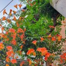 신미식당 이미지