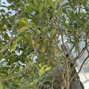 완도21호 이미지