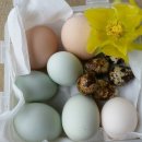 [정보]계란 노른자의 효능 이미지