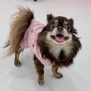 델리키아 이미지