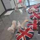 개털깍는 사랑이네 이미지