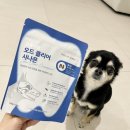 반려견 구강 구취 고민 오드클리어로 해결한 후기