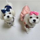 베리하우스 켄넬 이미지