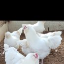 백필농장 이미지