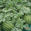 복골농장 이미지