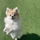 수지애견 이미지