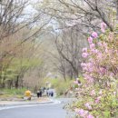 대구시계부근(하행) | 대구 비슬산 참꽃 개화 상태 2026 현재 상황｜주차 전쟁 셔틀 매진 현장 후기 지금 막 다녀왔습니다.