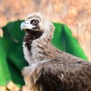 사람이랑 산책하는 독수리 볼 사람? 🦅🦅 feat.충남야생동물구조센터 이미지