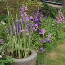 보리네집 이미지