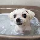 쉬었다가개 이미지