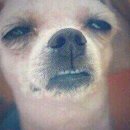 강아지놀이터 이미지