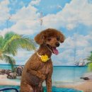 펫 살롱 파밀리에 이미지