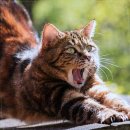 유어펫 강아지분양 고양이분양 본점 | 펫퍼스트 24시 강아지분양 고양이분양 인천본점에서 첫 강아지 입양 후기~