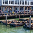 미국 샌프란시스코 PIER39 바다사자 이미지