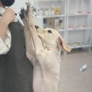 몽블리스 이미지