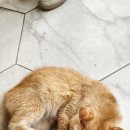 광주 고양이분양 브로스펫 이미지