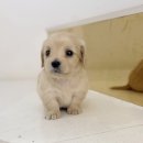 광산구-037 | 광주장모닥스훈트분양 크림색 입양 분양가