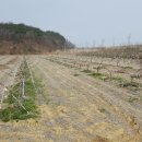 자두나무농장 이미지