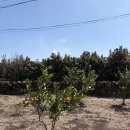 귀촌펜션 | 제주도 무룸 스테이 동쪽 여행 독채펜션