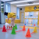 옐레드 애견유치원&애견호텔 대구신월성점 | 대구 애견 유치원 옐레드 대구신월성점 강아지 호텔까지 올인원