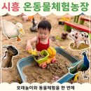 새들농장 | 시흥 온동물체험농장 후기 | 동물 먹이주기부터 모래놀이까지