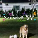 yurimlog. 4월~5월 일상 (집밥,골든리트리버,대형견수영장,네일아트,맛집)