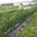 용마농장 이미지