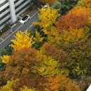 한양약국 | 25년 11월 ① 나팔관조영술 후기, 의왕 도래샘, 서울대 안양 수목원, 범계 한양화로, 펀치기계와 인형...