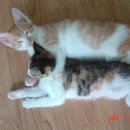 까칠이돼지 이미지