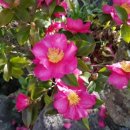 말미목장 이미지