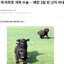 강아지 복제하는 사람들이 비판받아도 할말없는 이유 이미지