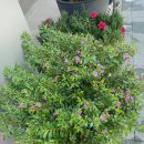 선우미애「그립다」 이미지