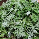 다감농장 이미지