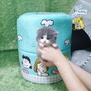 강아지분양 더펫 | 광주 운남지구강아지분양 고양이분양 펫왕국 방문 후기